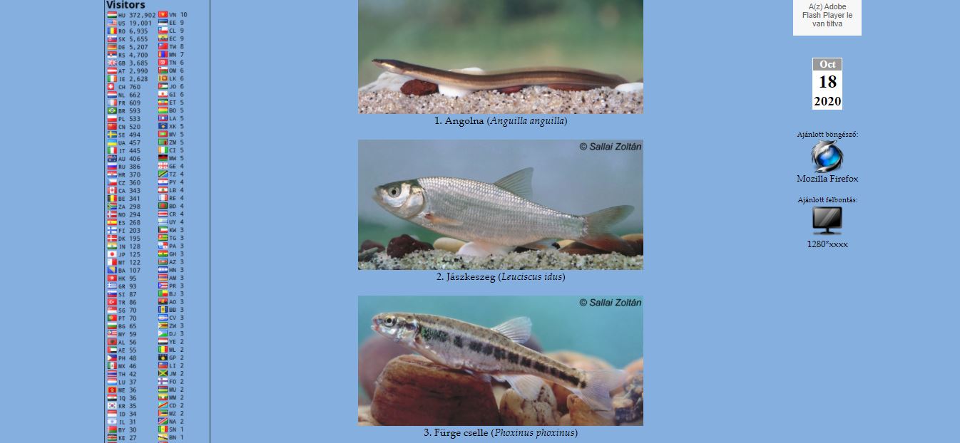 Három hal verseng az év hala közönségszavazáson