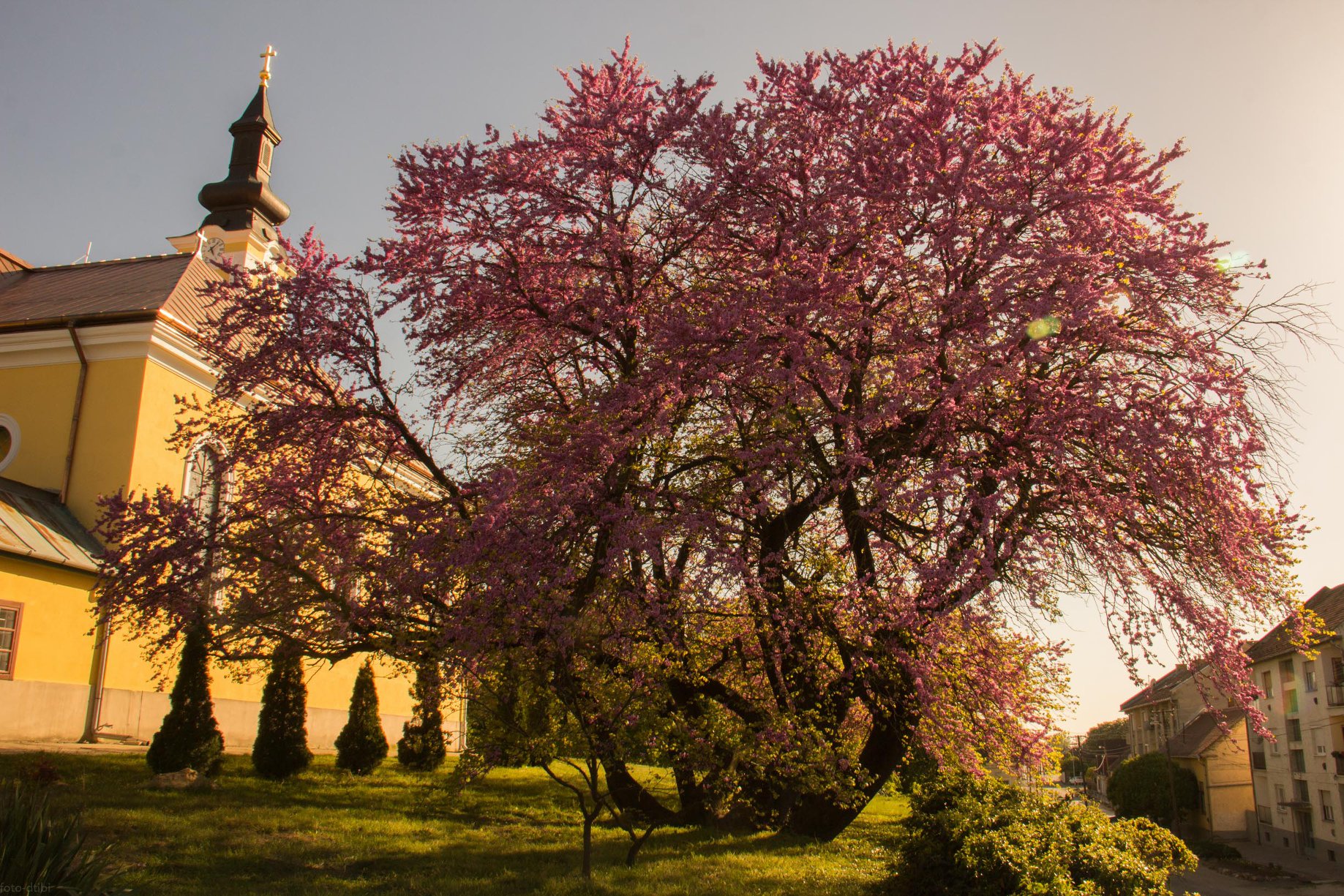 A mélykúti júdásfa lett idén az Év fája