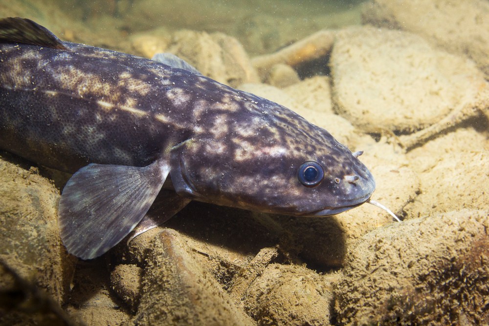 Kihaltnak hitt őshonos halfajt találtak a Balatonban
