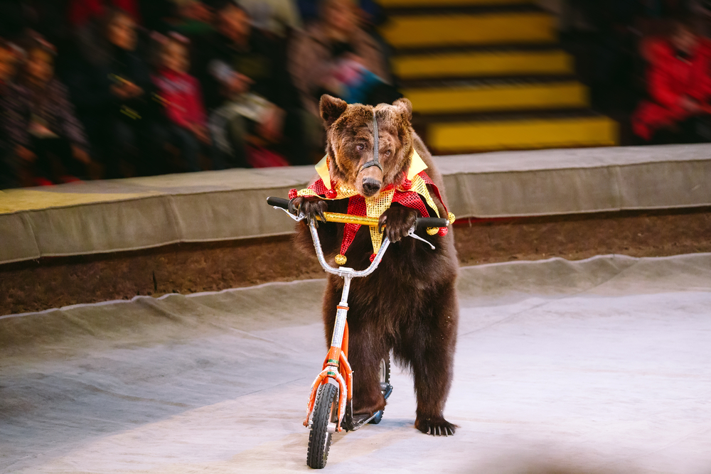 Megölt egy állatgondozót egy cirkuszi medve Moszkvában