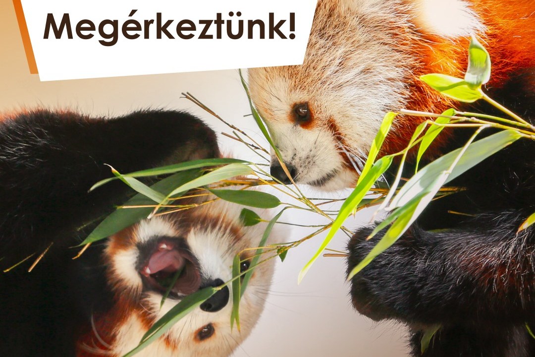 Vörös pandák kerültek a Pécsi Állatkertbe