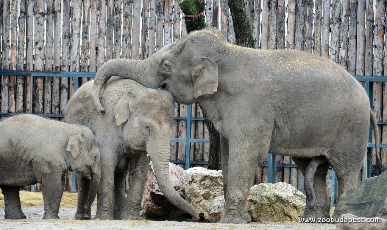 Újra vemhes az Állatkert nőstény elefántja