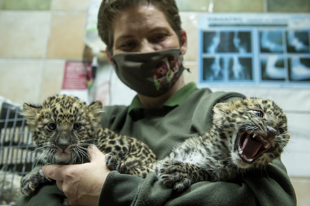 Leopárdok születtek Gyöngyösön