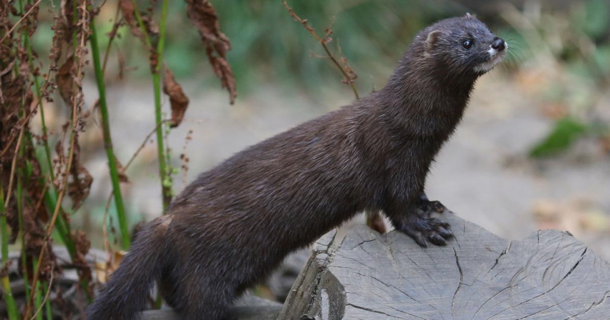 Egy lengyelországi nyérctelepen is felbukkant a vírus