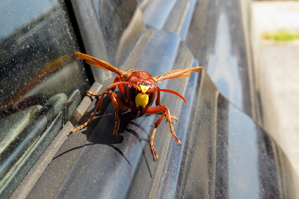 Óriás lódarazsak fészkére bukkantak az Egyesült Államokban
