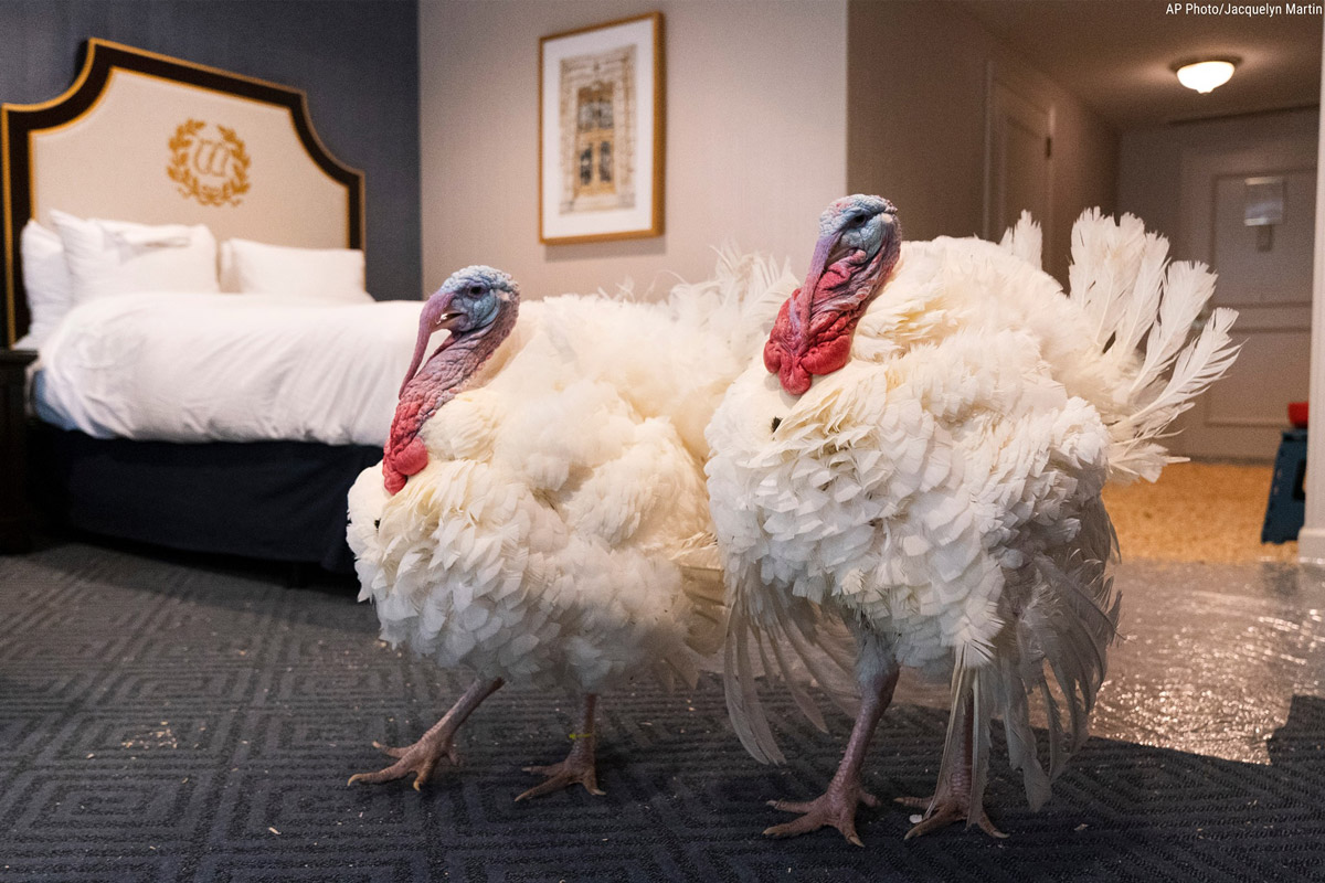 Donald Trump hálaadás ünnepére kegyelmet adott két pulykának