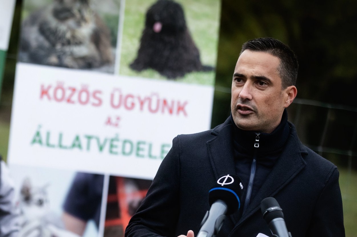 Országos szintű ivartalanítási programra van szükség