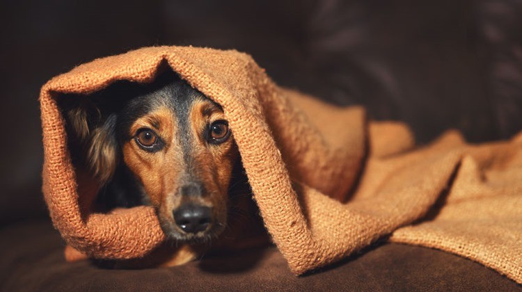 Az állatvédők felmentést kapnak szilveszterre a kijárási tilalom alól