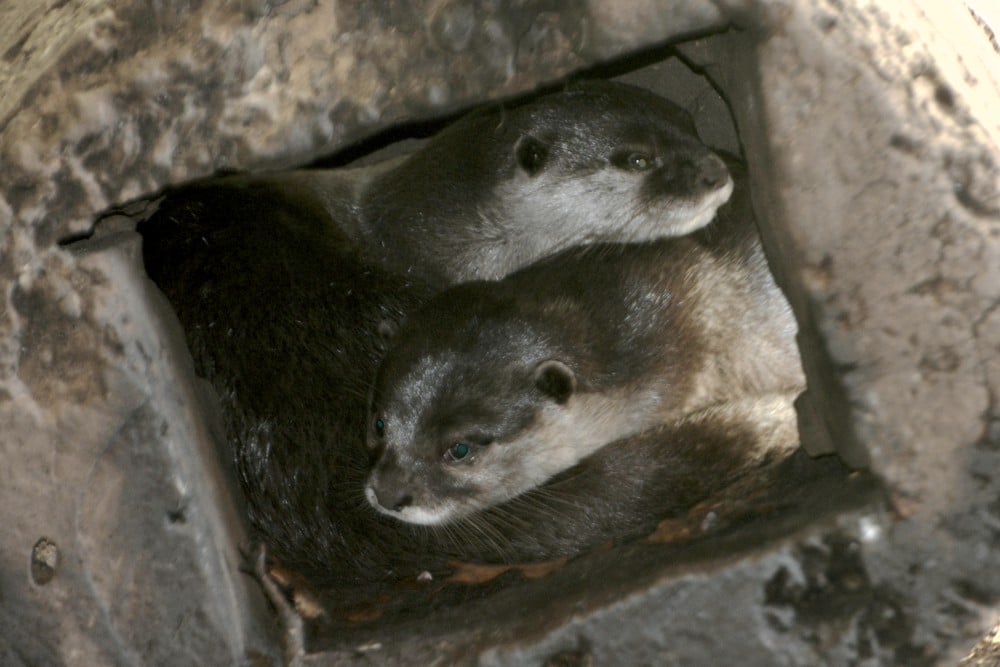 Párt kapott a törpevidra a Szegedi Vadasparkban