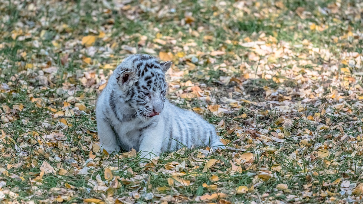 Cumisüvegből etetik a Nicaraguában született első fehér tigrist