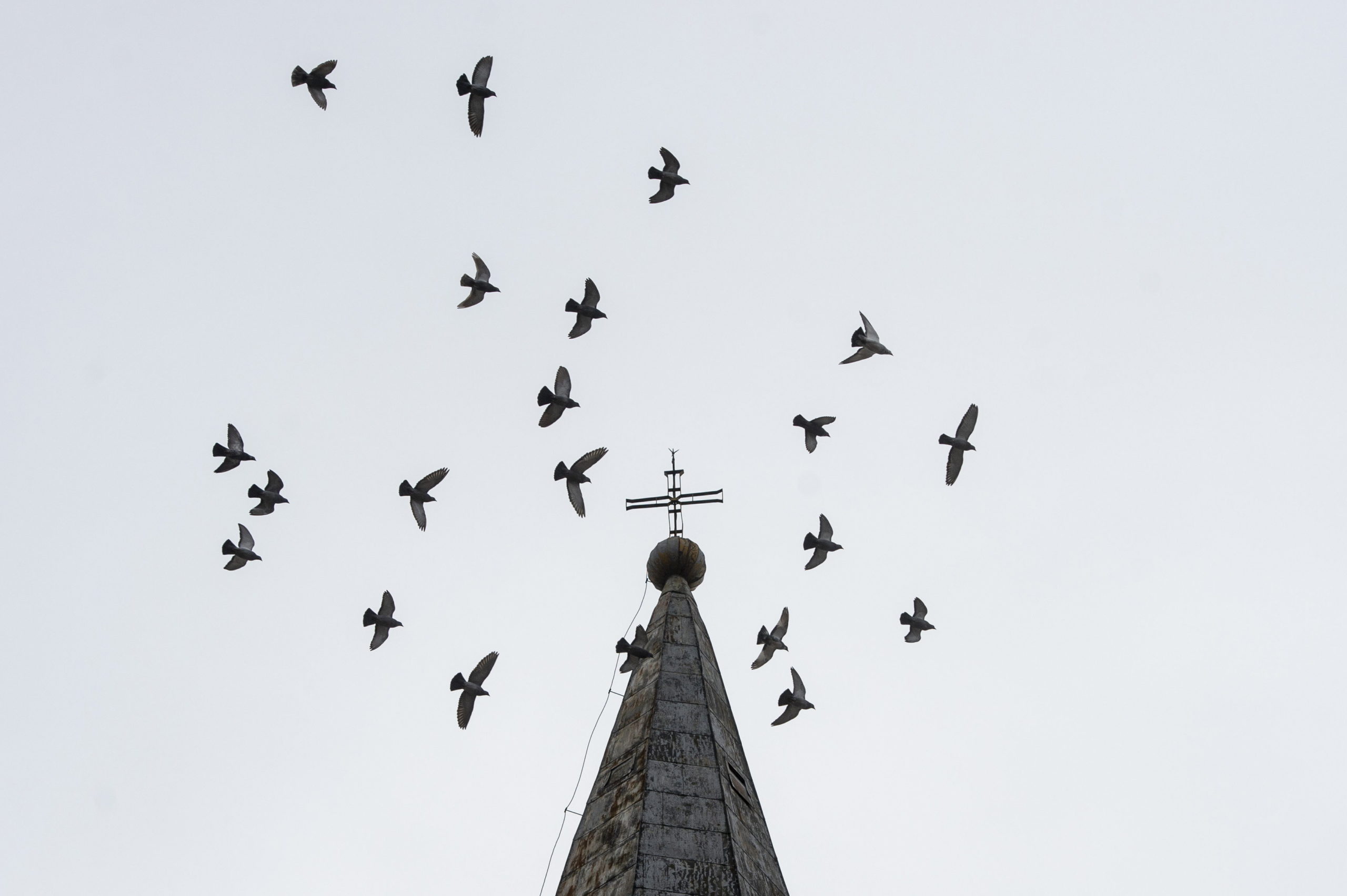 A nap kép: Galambok a nagybörzsönyi Szent Miklós-templom körül