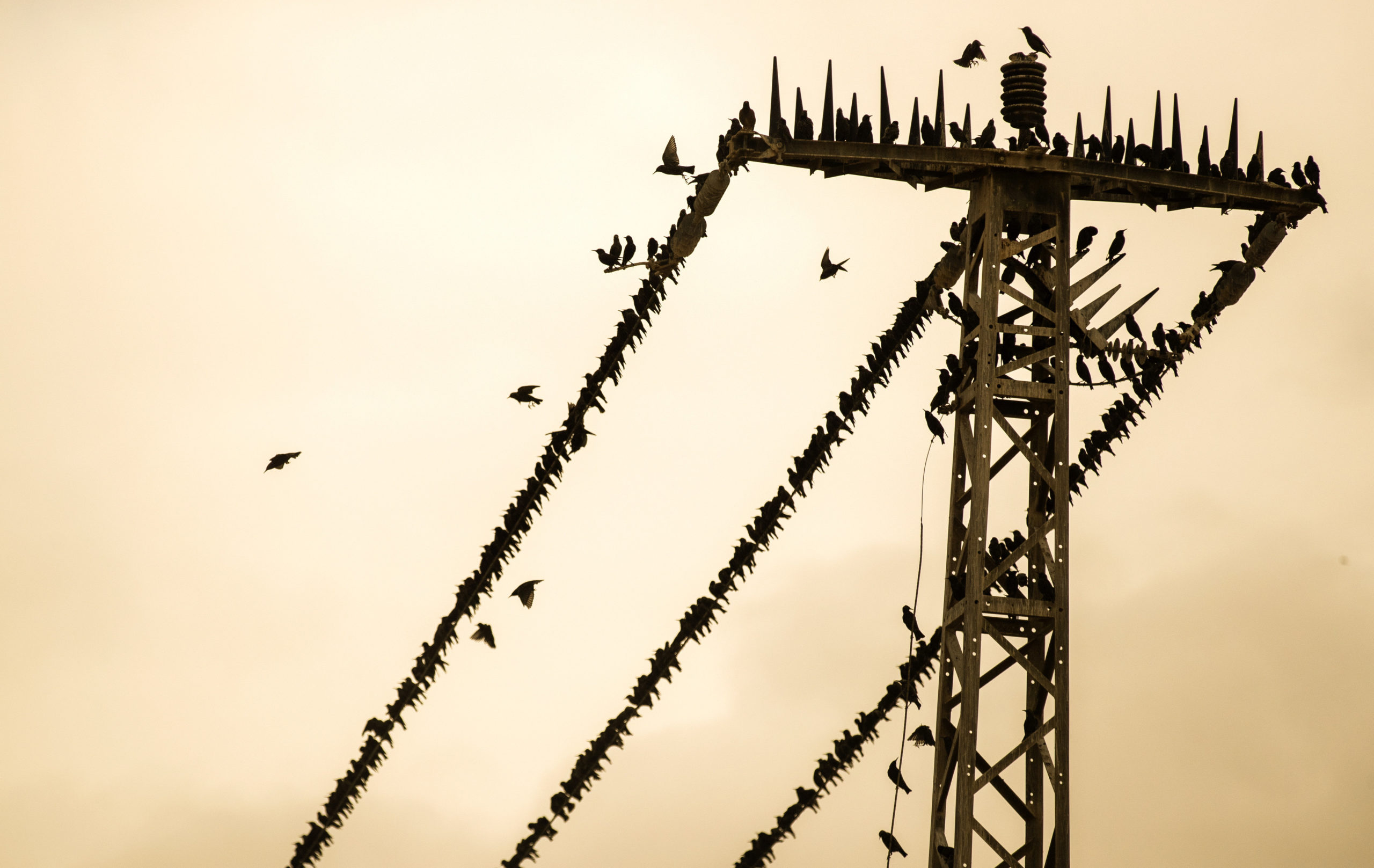 A nap képe: Seregélyraj Ciszjordániában