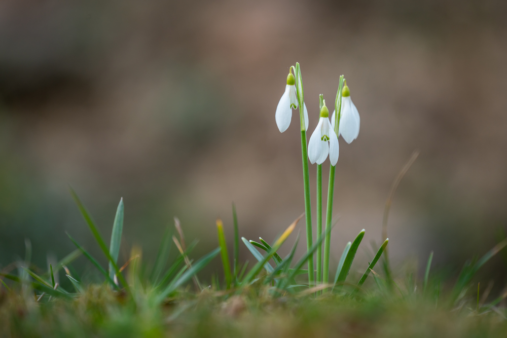 Januári hóvirágok