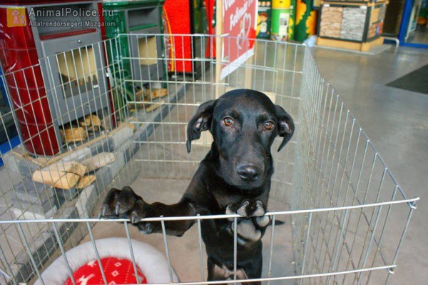Mobil kennelekkel segíti az állatkínzás elleni küzdelmet a Nébih