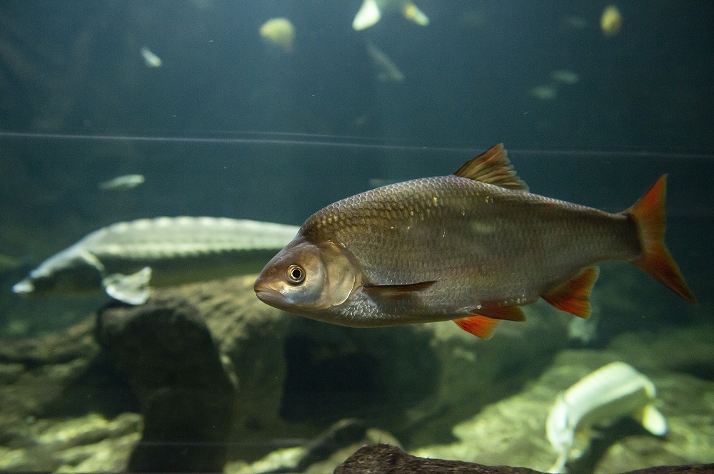 A jászkeszeg lett az év hala