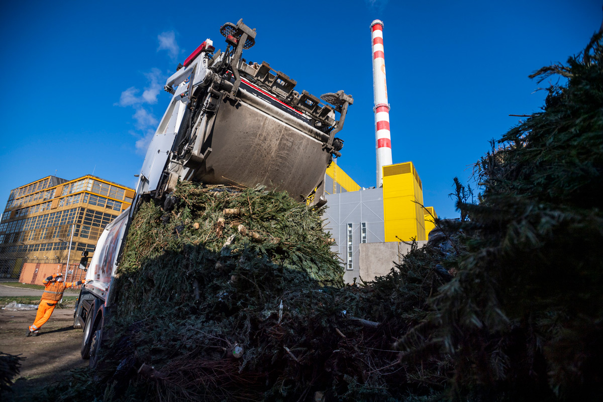 Elégetésre váró kidobott karácsonyfák