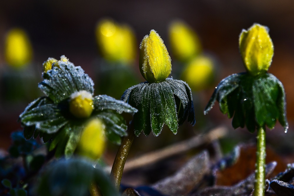 Virágzik a téltemető virág
