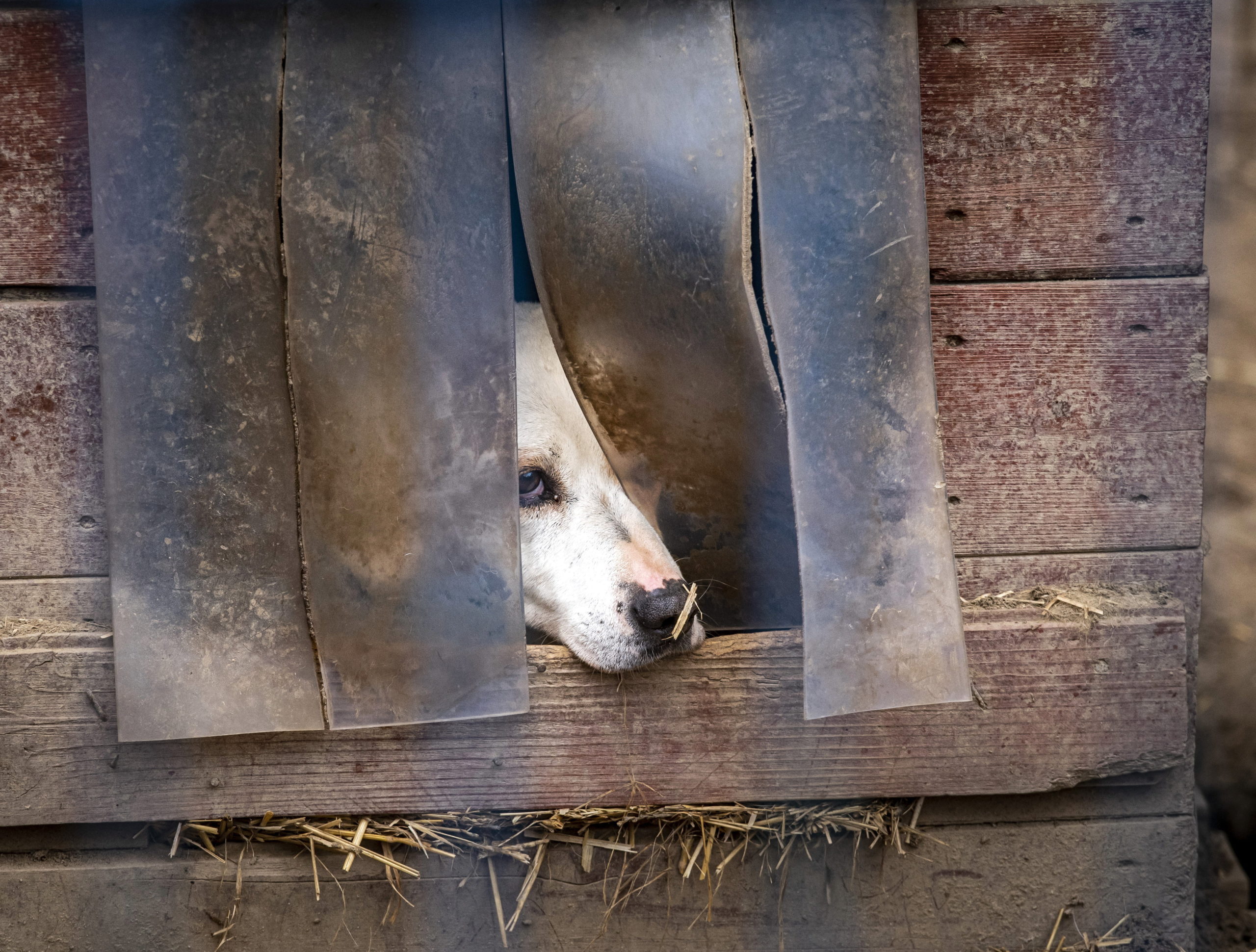 Állatvédelmi társadalmi párbeszéd indult