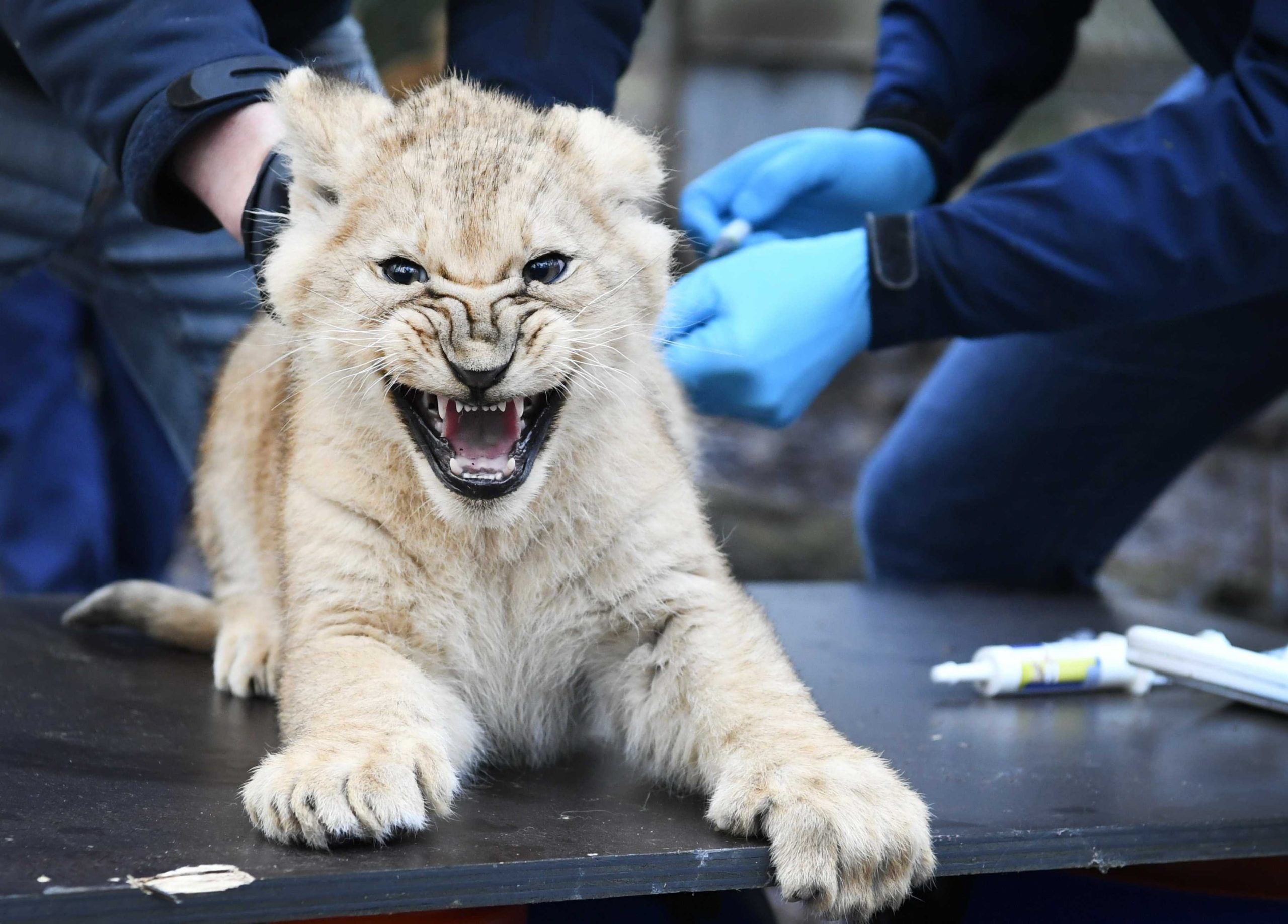 Oroszlánkölykök oltása Hollandiában