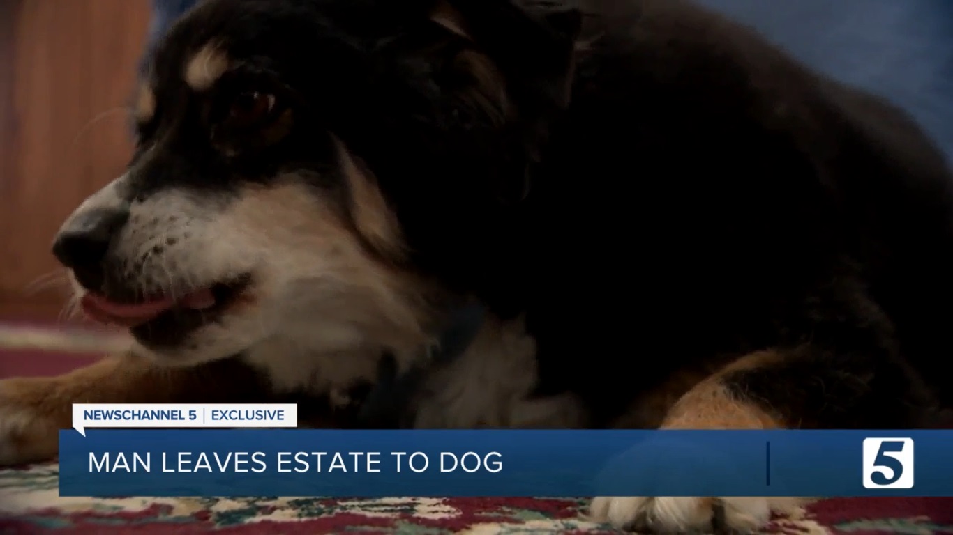 Ötmillió dollárt hagyott kutyájára egy amerikai férfi