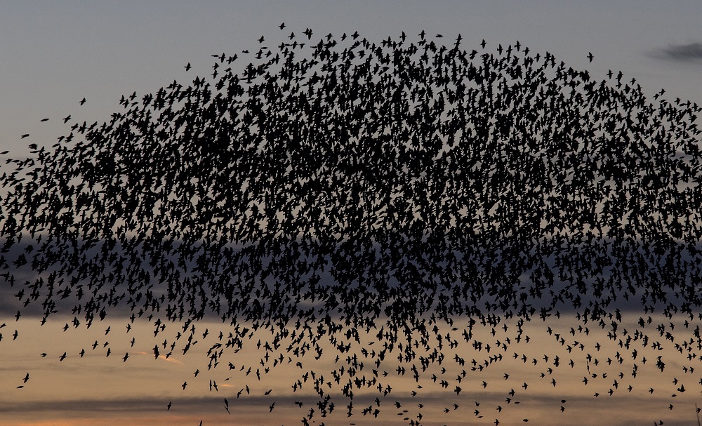 Seregélyraj Spanyolországban