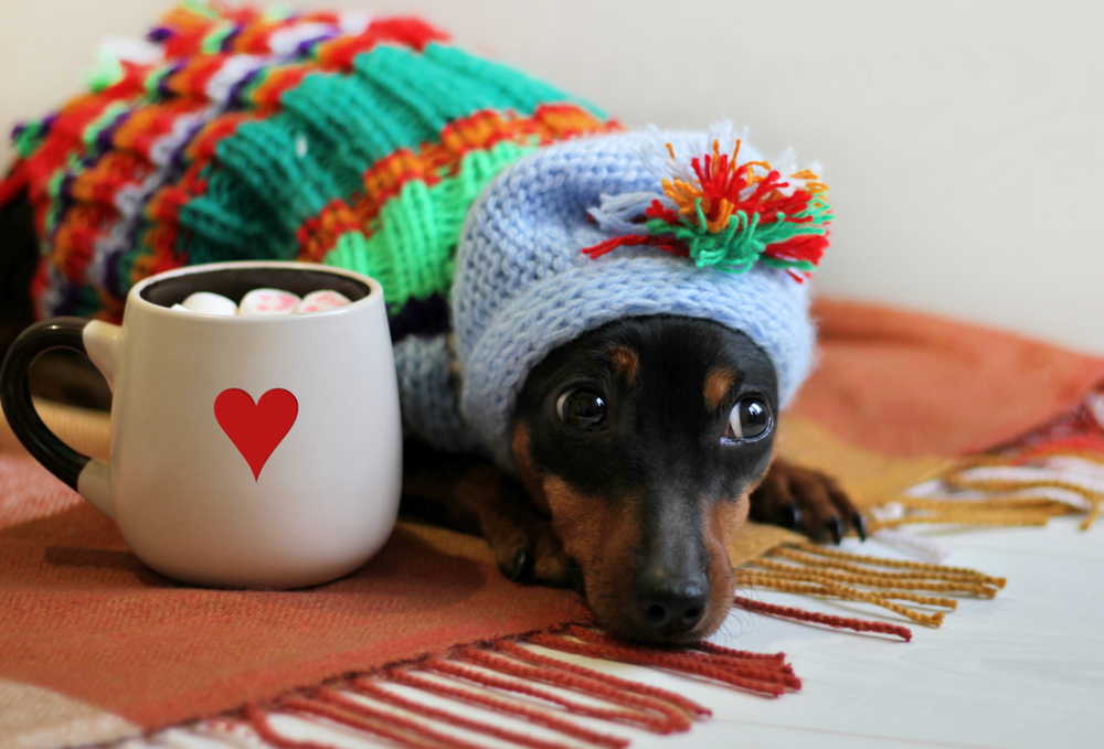 Az állatokra is fokozottan kell figyelni a nagy hidegben