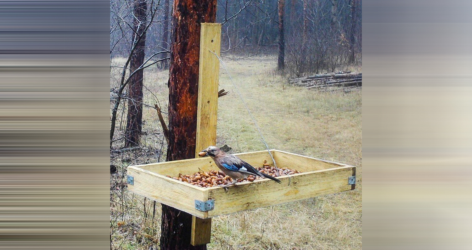 Szajkók segítenek az erdőfelújításban (videóval!)