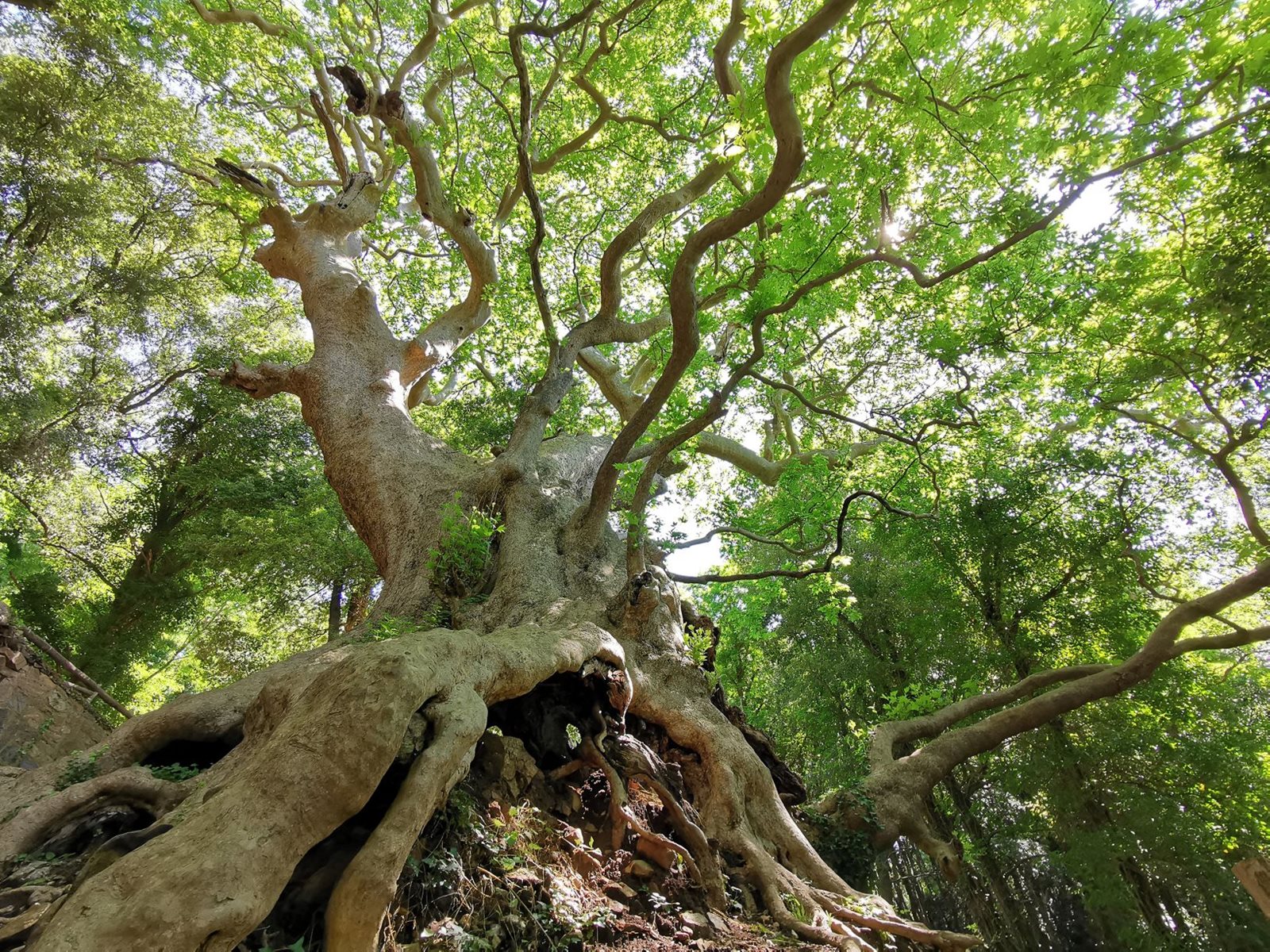 Olasz platánfa vezeti a versenyt, de még szavazhatunk