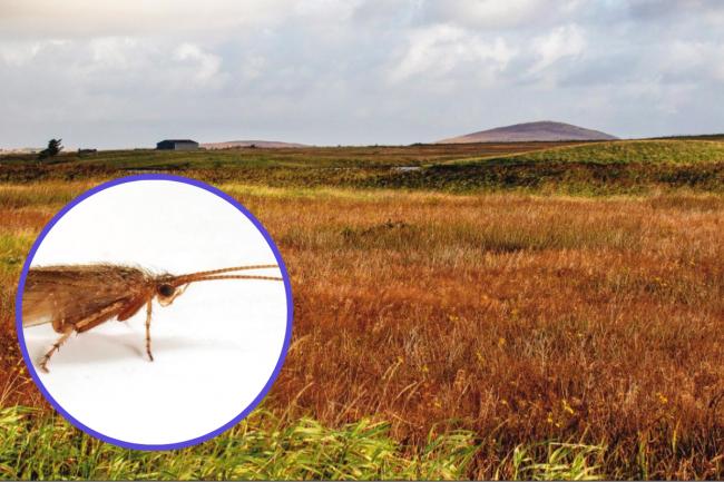 Több mint száz éve kihaltnak hitt rovarfajt találtak