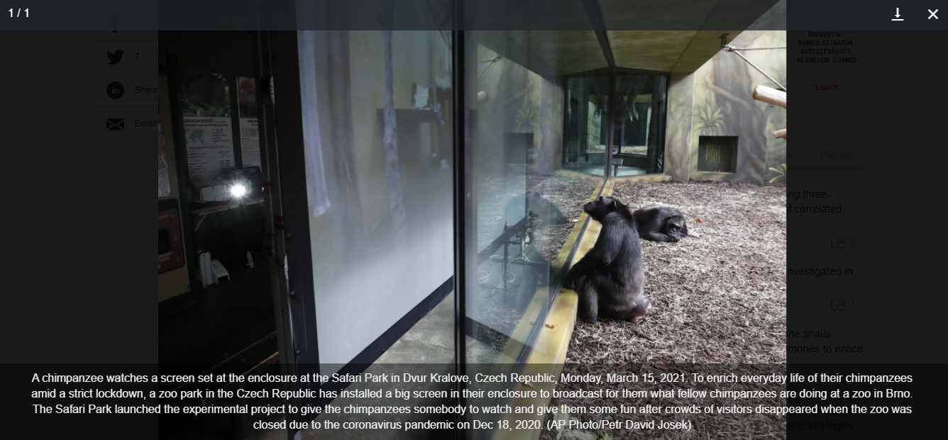 „Csimpánzvalóságshow-val” ütik el az időt az unatkozó csimpánzok