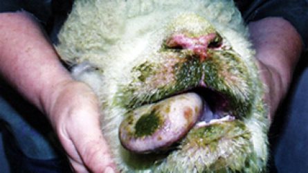 Feloldották a kéknyelvbetegség miatt elrendelt korlátozásokat