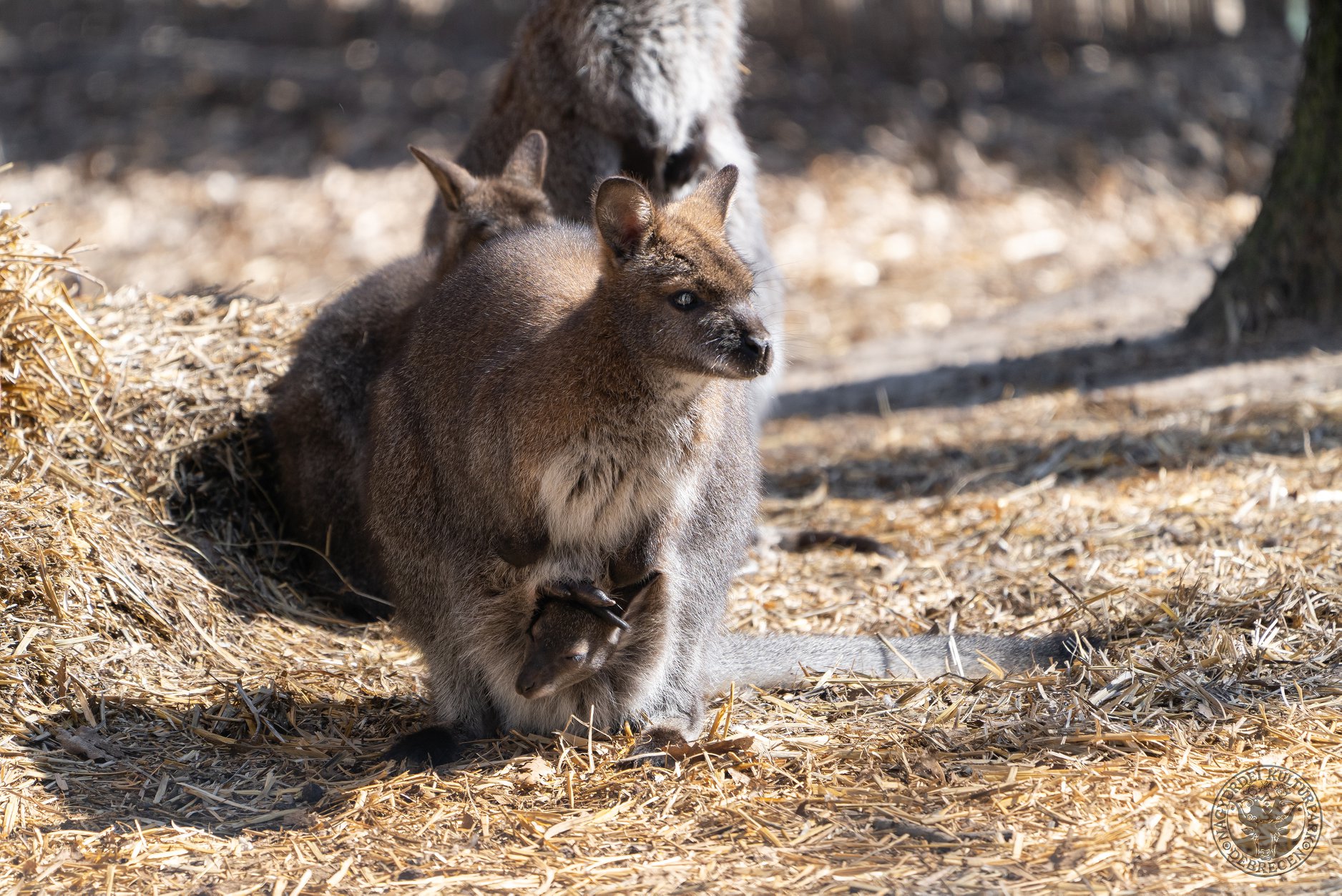Gyarapodott a debreceni állatkert Bennett-kenguru csapata