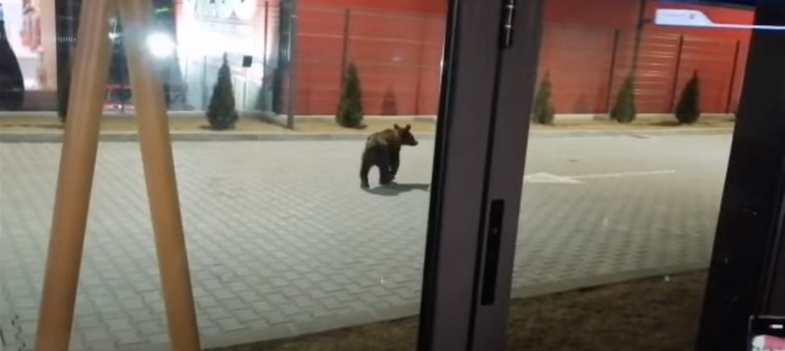 Egy gyergyószentmiklósi bevásárlóközpontnál videóztak medvét