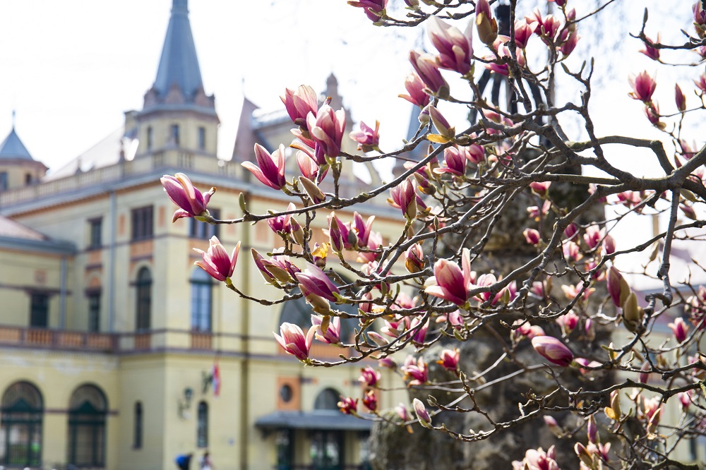 Virágzó tulipánfa Pécsen
