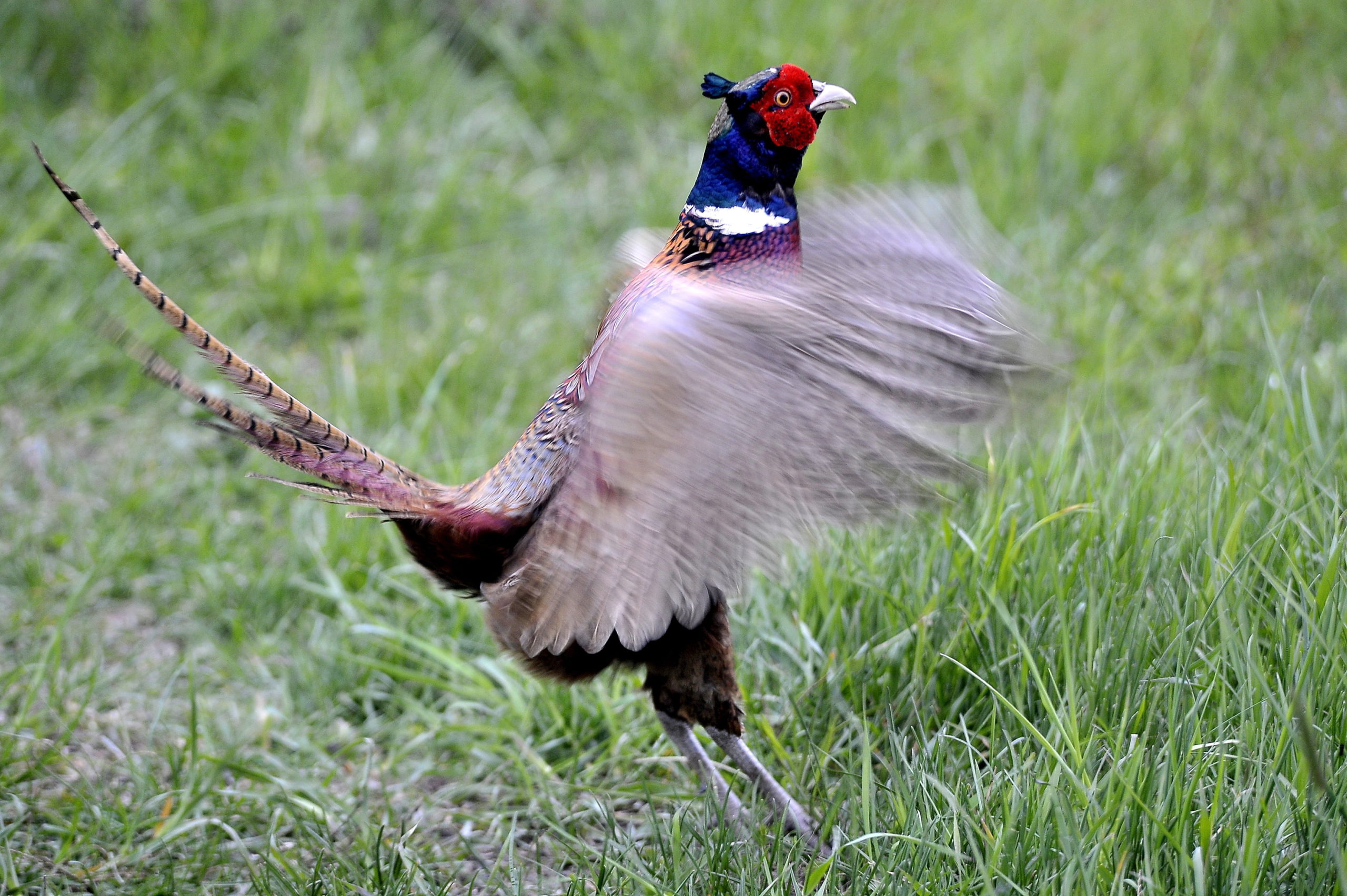 Dürgő fácánkakas