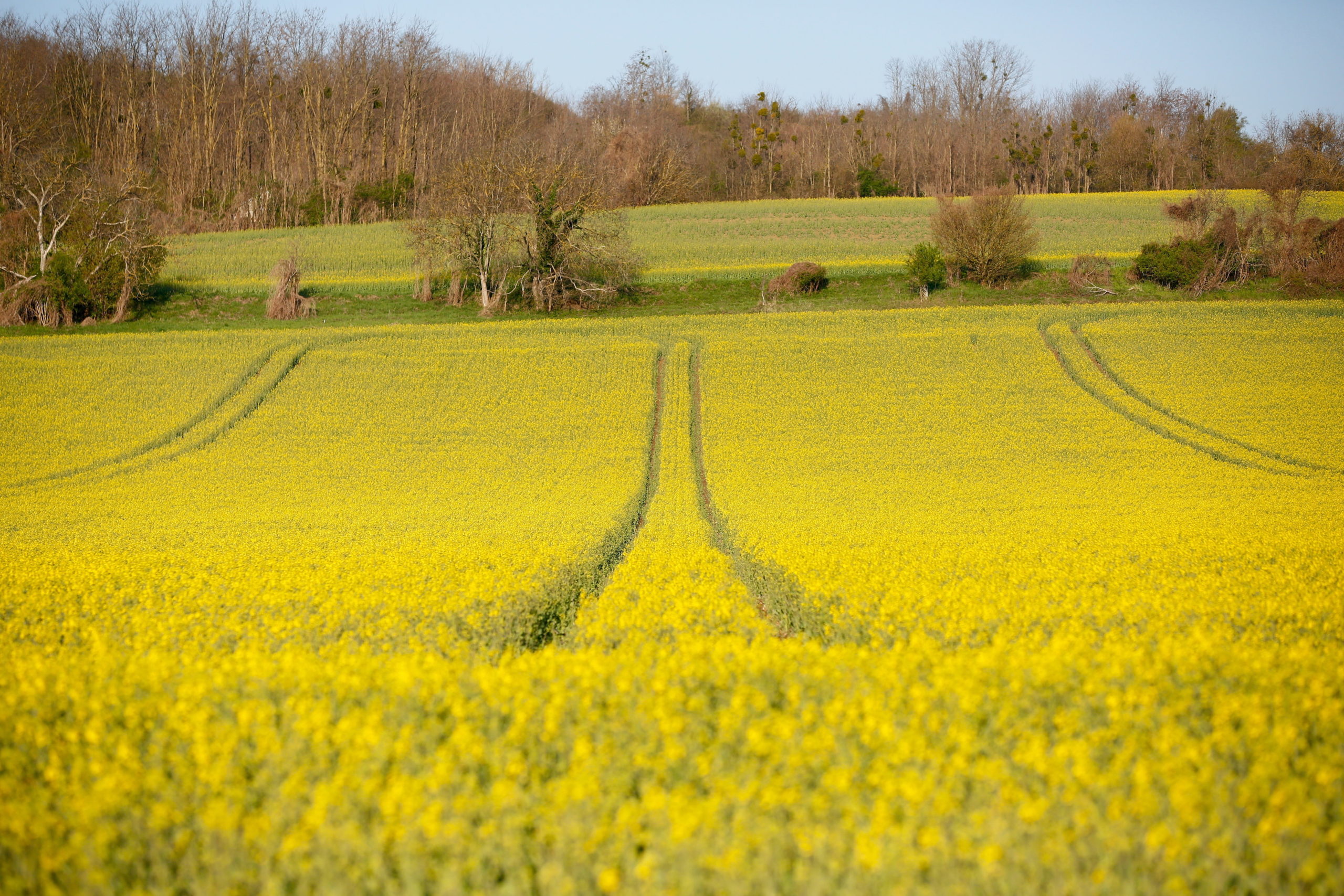 A nap képe: Virágzik a repce