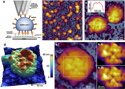 Magyar egyetemi tanulmány a rangos tudományos folyóirat címlapján