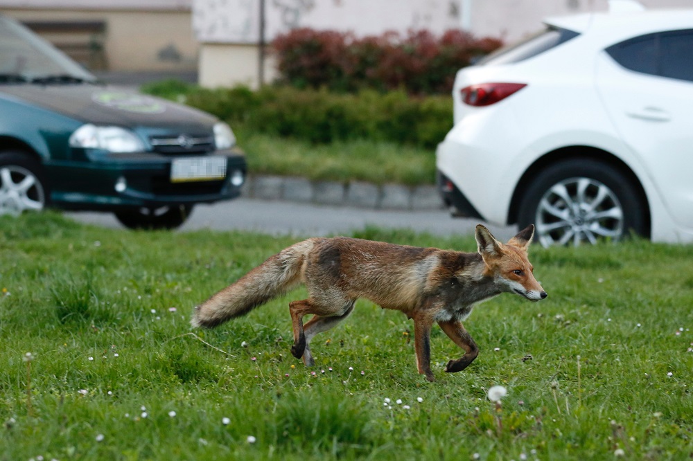 Róka Nagykanizsa belvárosában