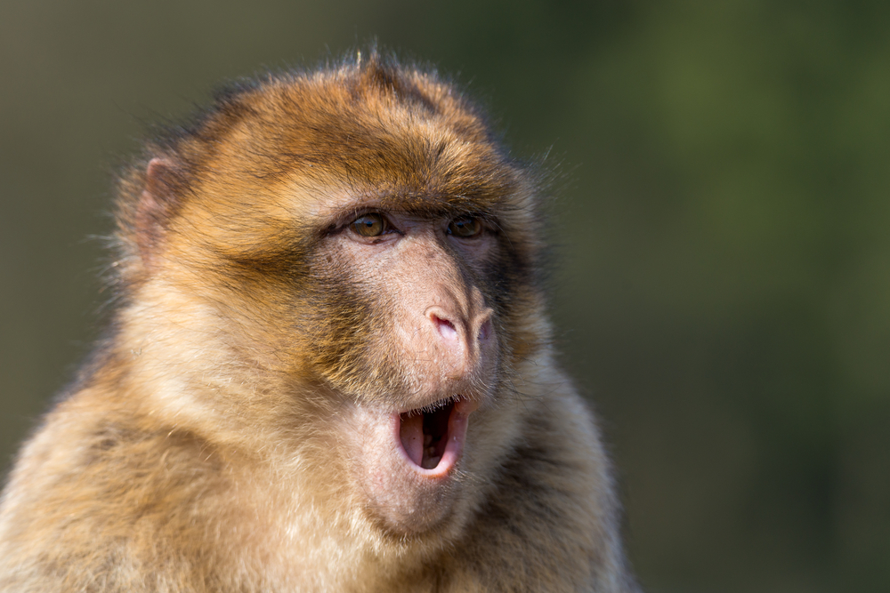 Két tucat berber makákó szökött meg egy német állatkertből