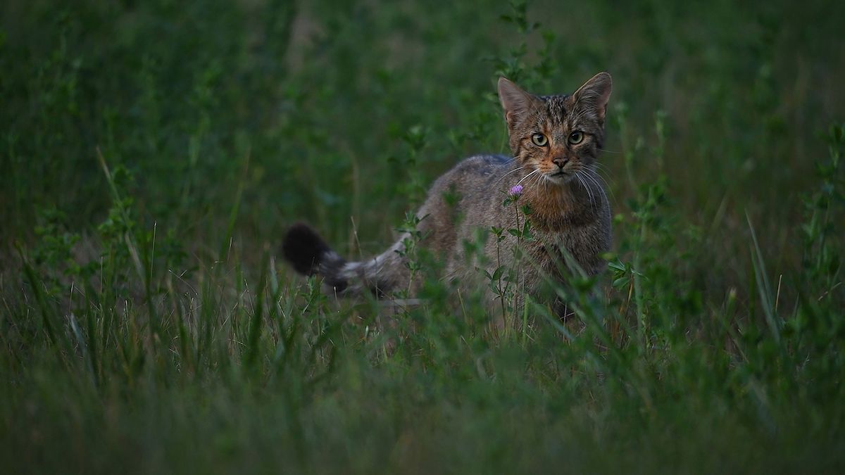 Fákat ölelve – interjú a természetfilmes költővel