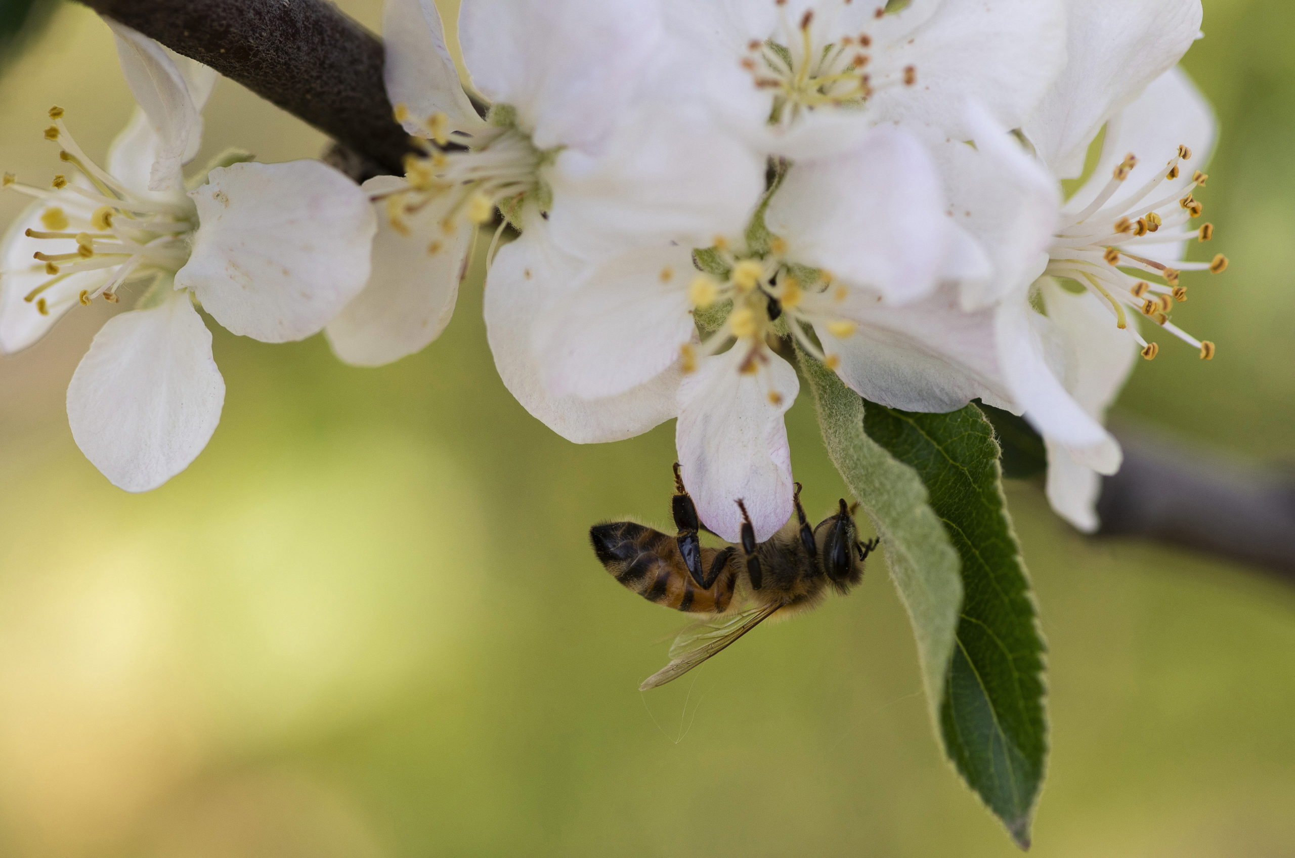 A nap képe: virágzik az alma Szabolcsban