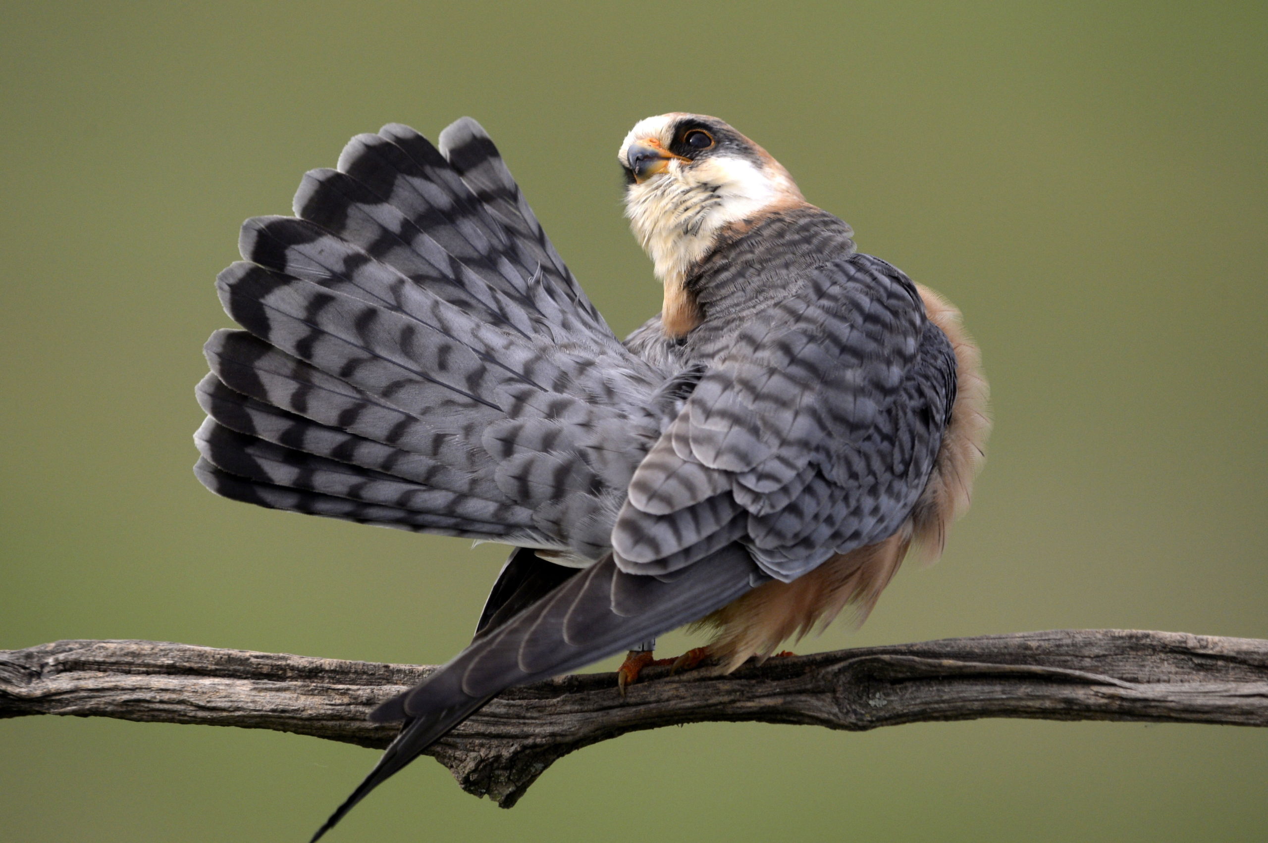 A nap képe: Kék vércse