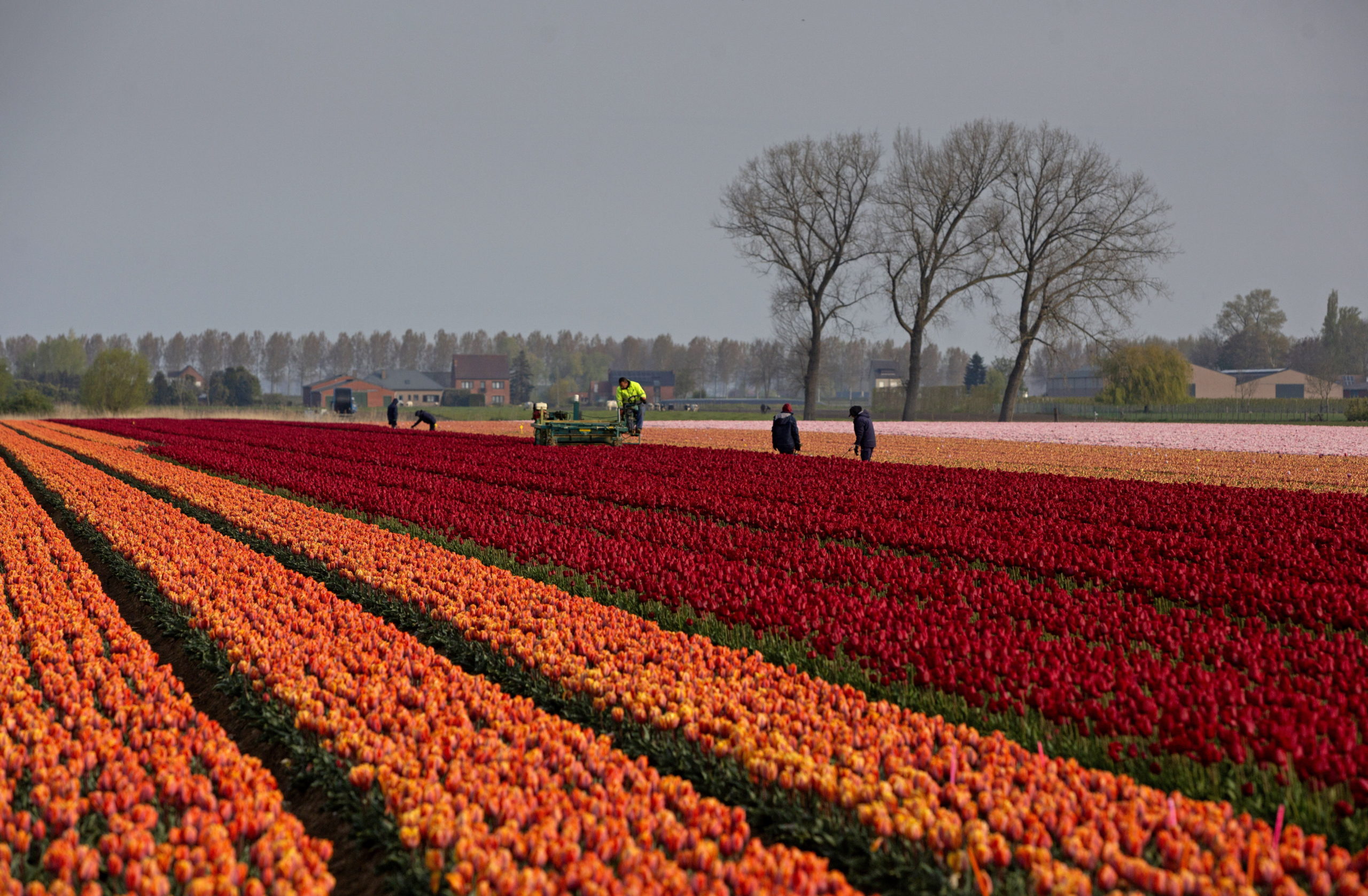 A nap képe: Tulipántermesztés Belgiumban