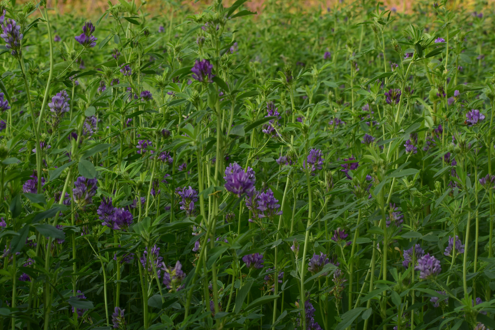 Közép-Európa legkorszerűbb lucernafeldolgozó-üzeme készült el Szegeden