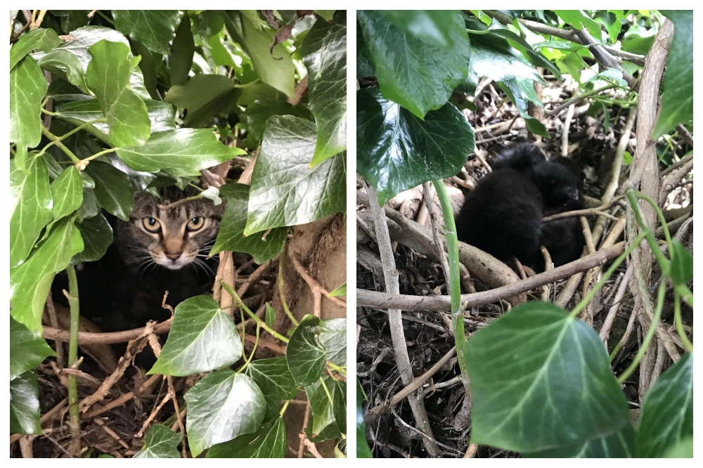 Madárfészekben élt egy szokatlan macskacsalád