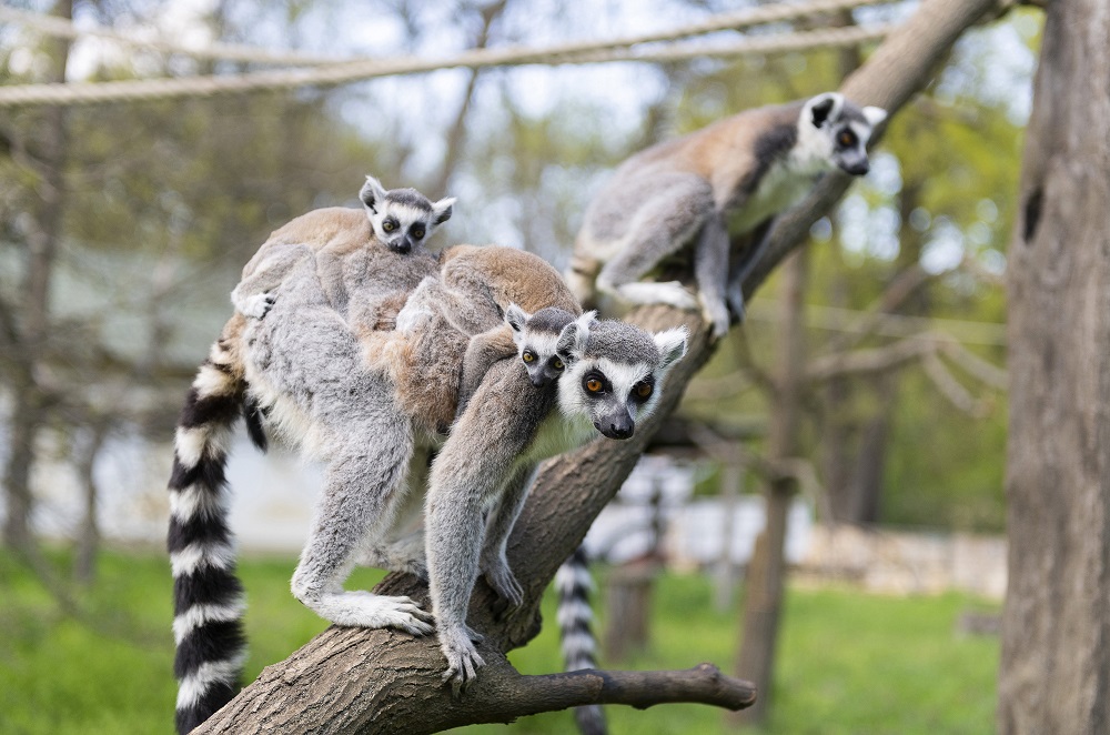 Négy gyűrűsfarkú maki született a Nyíregyházi Állatparkban