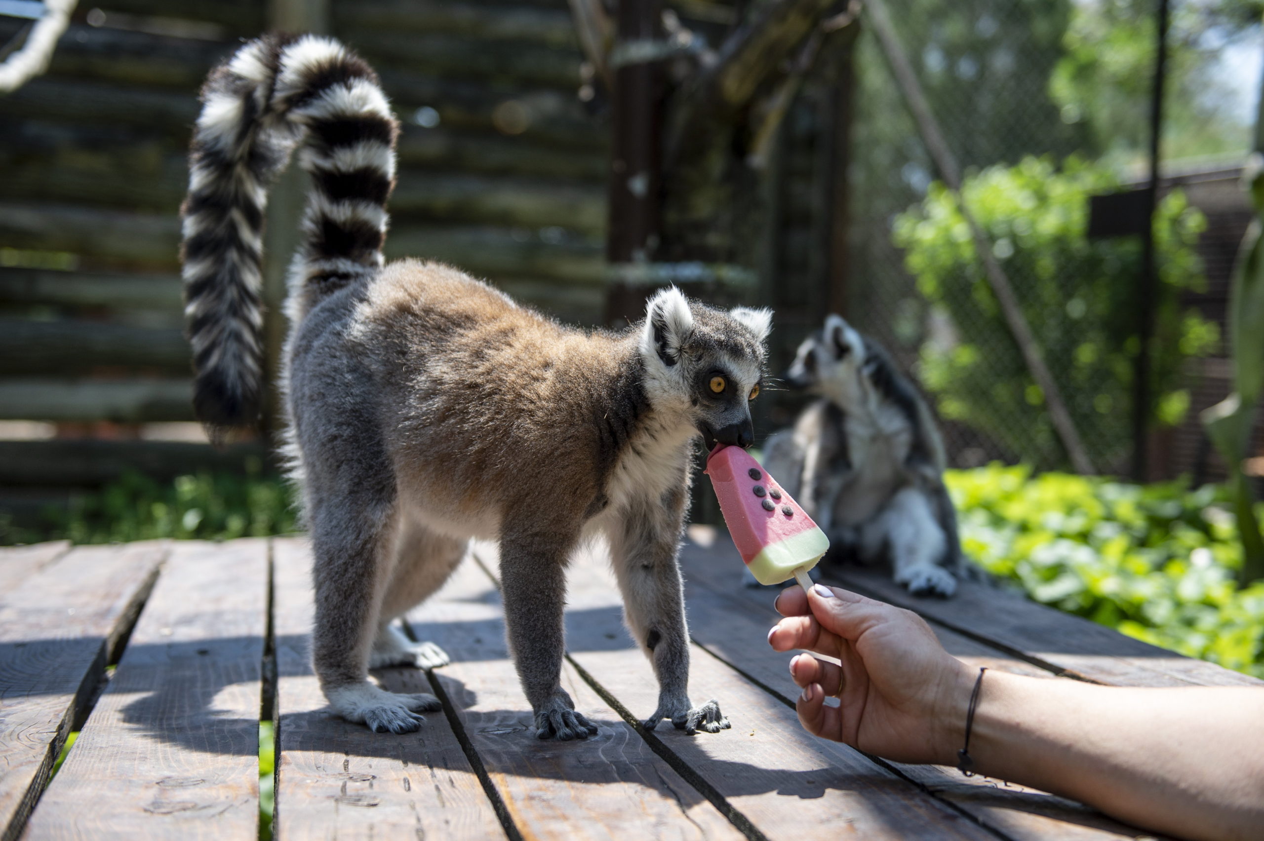 Jégkrémmel a kánikula ellen