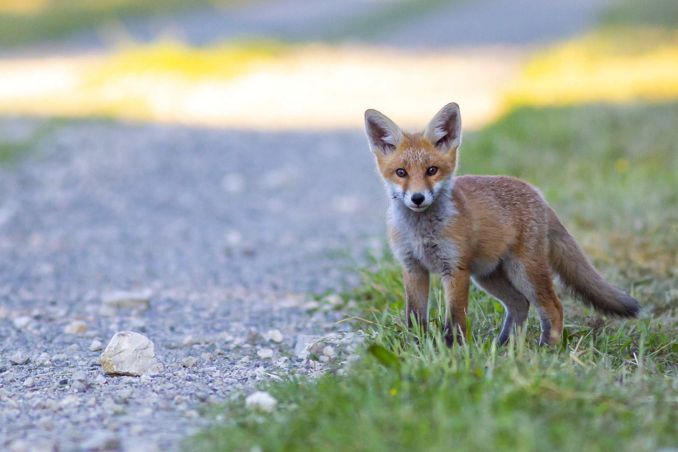 A nap képe: Vörösróka-kölyök a Kis-Balatonnál