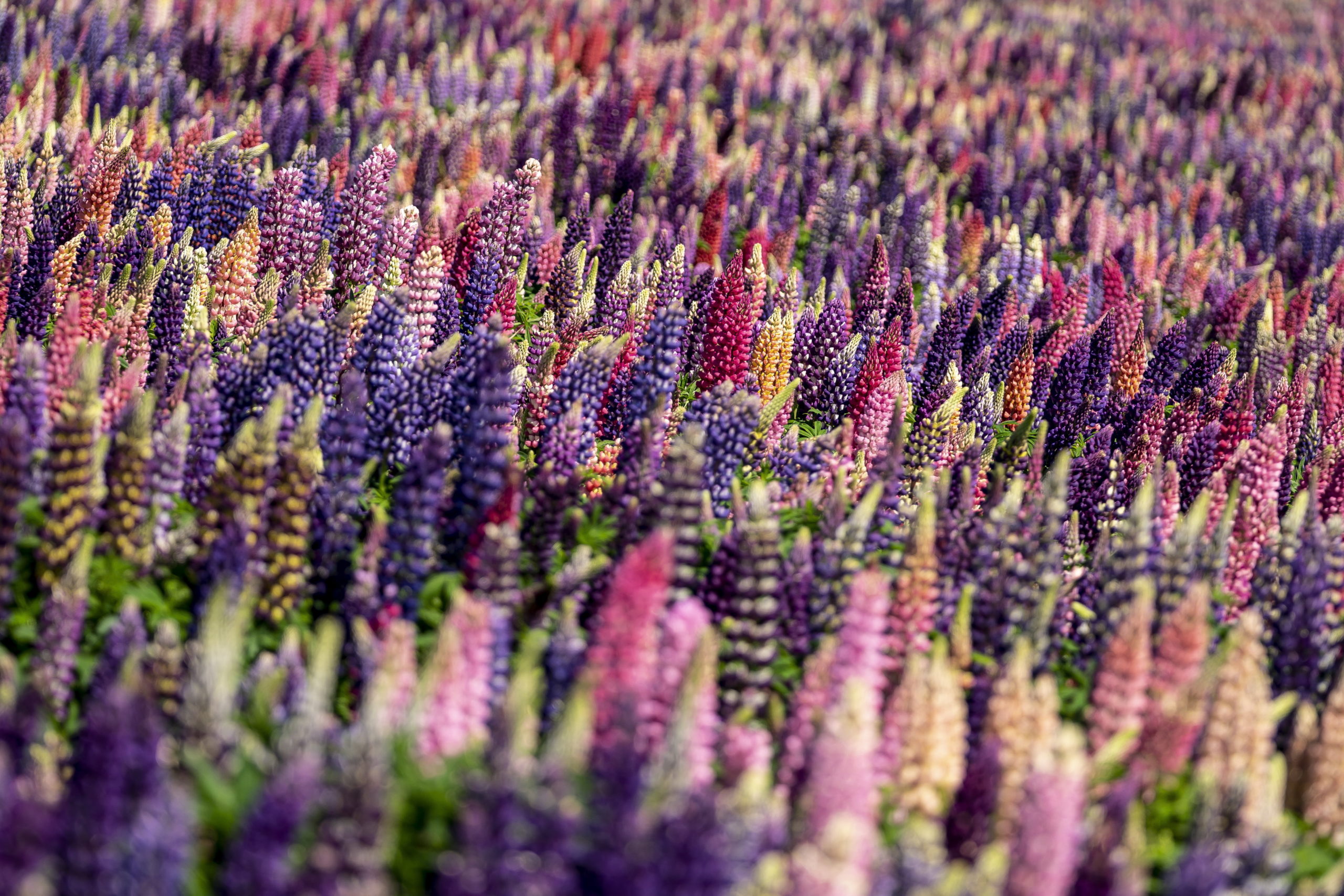 A nap képe: Virágmező Dániában