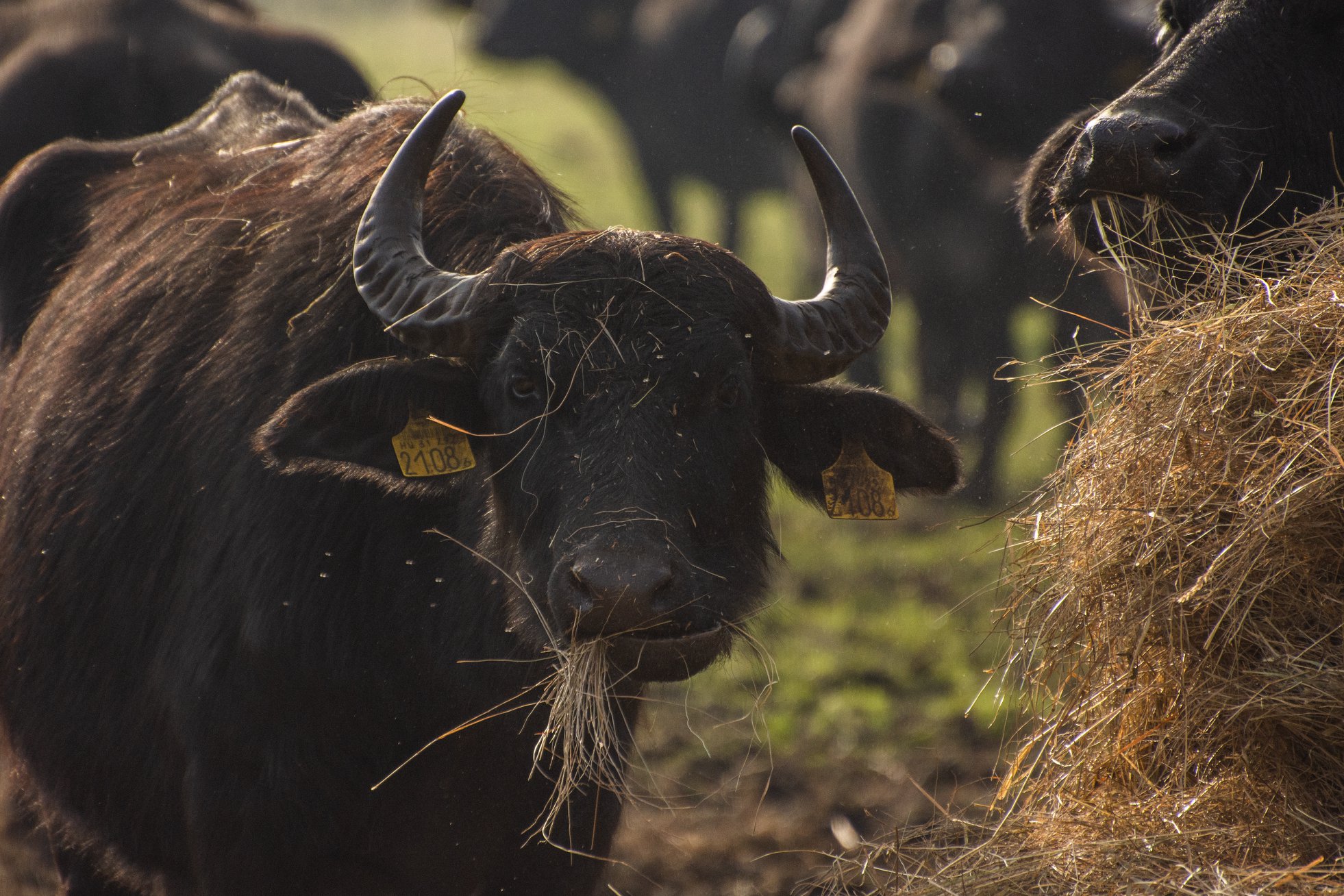 Fejlesztésekkel bővült a kápolnapusztai bivalyrezervátum